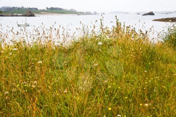 wild grass close up on Atlantic coast of Cotes D Armor in Brittany, France