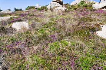 stone boulders and heather in Brittany, France