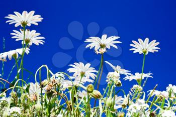 many wild camomiles with blue sky background