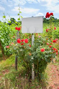rosebush near vine beds in Alsace, France