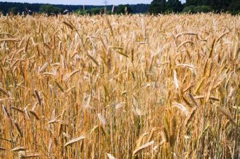gold ripe rye ears close up in country field