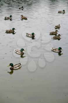 ducks on pond in rainy day
