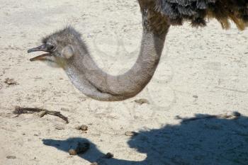 ostrich on outdoor ground