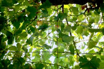 sunshade from vine leafs in summer day