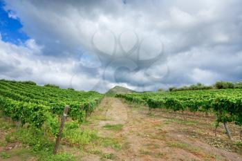 vineyard under grey clouds in wine region Etna, Sicily