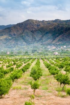 tangerine trees orchard with mountains on background, Sicily