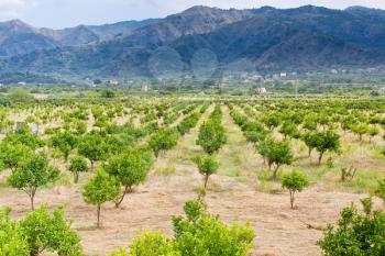 tangerine orchard with mountains on background, Sicily