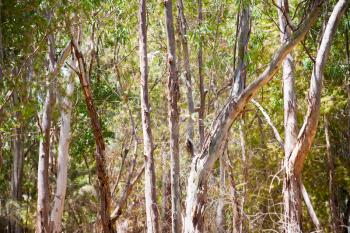 eucalyptus grove in summer day, Sicily