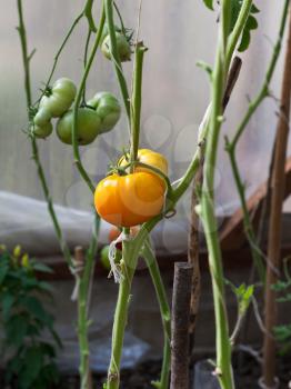 green tomatoes on bush inside greenhouse