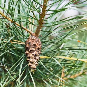pine cone on tree close up outdoors