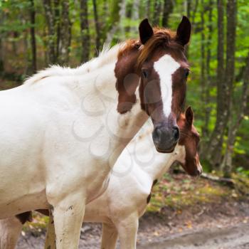 piebald horse on forest road in caucasus mountains