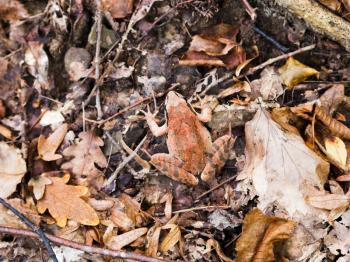 Common frog (rana temporaria) in autumn litter