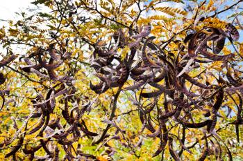 brown seed pods on acacia tree close up in autumn day
