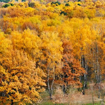 above view of yellow autumn forest