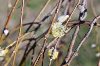 Goat Willow twigs in spring evening