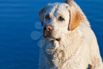 wet labrador Retriever dog with river blue water background