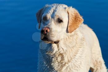 wet labrador Retriever dog with river blue water background