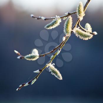 Goat Willow male catkins on twig close up in spring evening