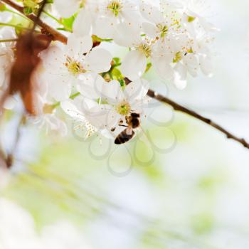 honey bee collect nectar from spring white blossoming tree