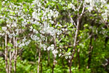 white blossoming tree in spring forest