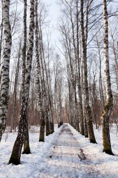 frozen alley in birch forest in sunny morning