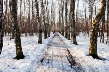 snow covered alley in birch woods in spring day