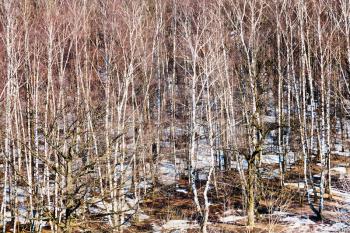 above view of bare trees and melting snow in spring forest