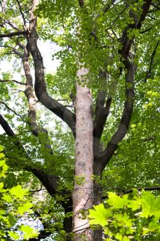 linden tree branches around trunk of pine in summer forest