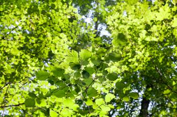 green forest leaves in sunlight in sunny wood
