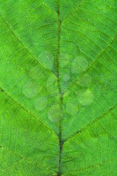 macro view of hazel green leaf