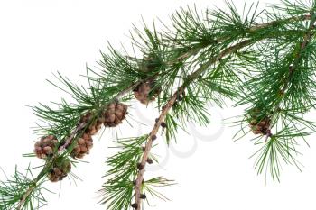 larch cones on branch of conifer tree isolated on white background