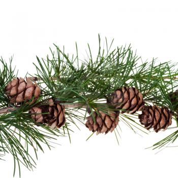 twig of conifer tree with pine cones on isolated on white background