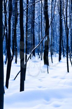 dark oak trunks in blue cold winter forest