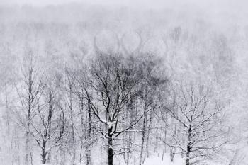 oak forest in snowing winter day