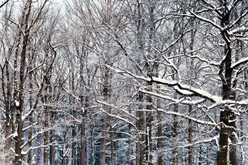 oak branches under snow in winter forest