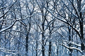 blue oak branches under snow in winter forest