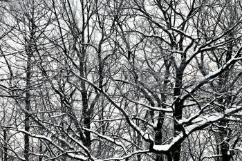 gloomy oak branches under snow in winter forest