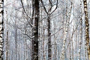 oak and birch trunks in winter forest
