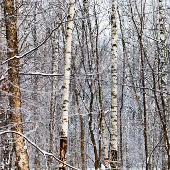 several birch trunks in winter forest
