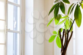 white window and green leaves of houseplant in white flat