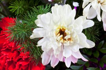 white chrysanthemum in flower bouquet close up