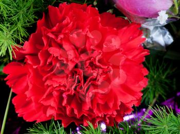red dianthus flower in bouquet close up