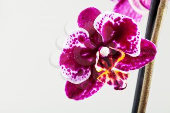 Orchid Phalaenopsis flower close up