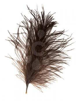 fluffy ostrich feather on white background close up