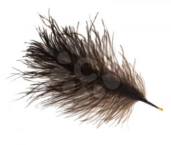 furry ostrich feather on white background close up