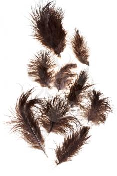 several ostrich feathers on white background close up