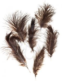 few ostrich feathers on white background close up