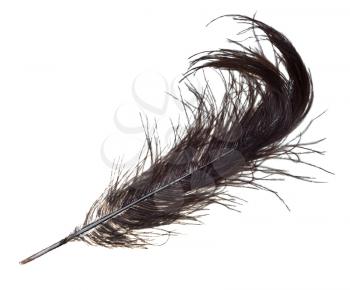 bluish ostrich feather on white background close up