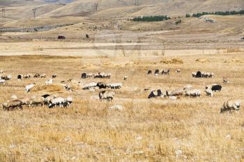 herd of sheep grazing on mountail plateau in Armenia in autumn day
