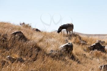 horse grazes in Zorats Karer (Carahunge) area - pre-history megalithic monument in Armenia